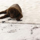 carpet cleaning in New York, carpet cleaning in new york, carpet cleaning New York, carpet cleaners in New York, carpet cleaners in new york, commercial carpet cleaning, commercial carpet cleaning in New York, New York rug cleaners, rug cleaning services in New York, same day carpet cleaning, same day rug cleaning